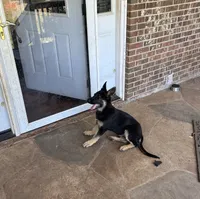 Sheeba, a male German Shepherd Dog for sale in Spartanburg, SC – 2 of 2