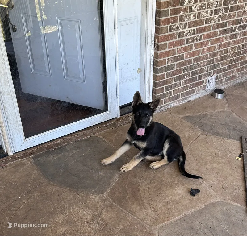 Sheeba – German Shepherd Dog puppy for sale in Spartanburg, SC