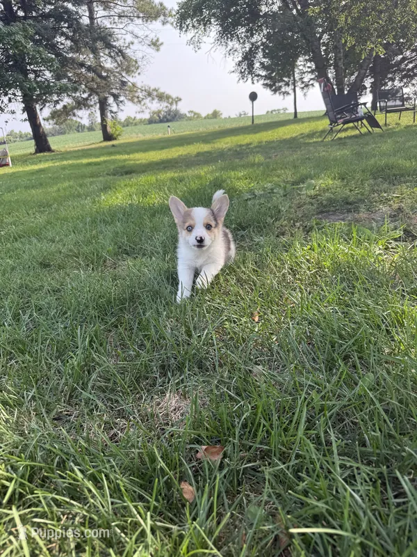 Scamp – Pembroke Welsh Corgi puppy for sale in Annandale, MN