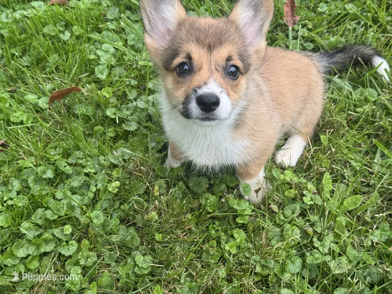 Brownie – Pembroke Welsh Corgi puppy for sale in Annandale, MN