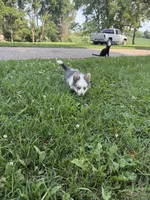 Panda, a female Pembroke Welsh Corgi for sale in Annandale, MN – 2 of 2