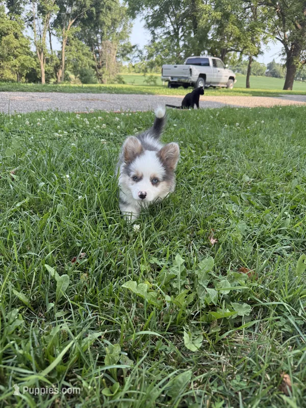 Panda – Pembroke Welsh Corgi puppy for sale in Annandale, MN