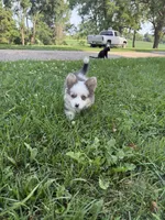 Panda, a female Pembroke Welsh Corgi for sale in Annandale, MN – 1 of 2