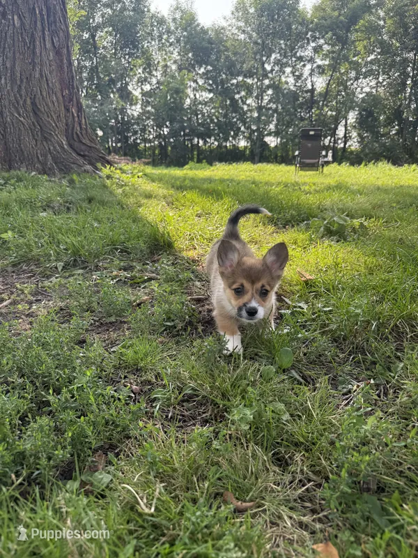 Brownie – Pembroke Welsh Corgi puppy for sale in Annandale, MN