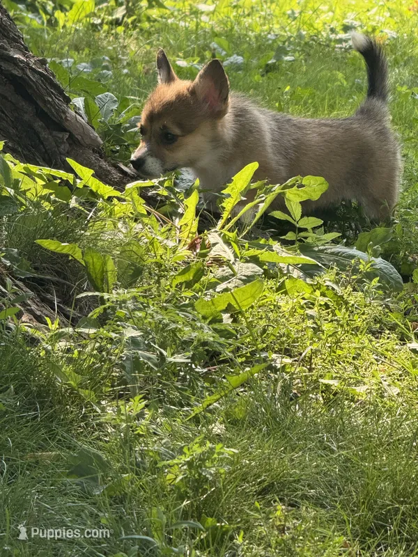 Brownie – Pembroke Welsh Corgi puppy for sale in Annandale, MN
