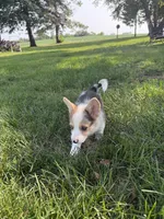 Scamp, a male Pembroke Welsh Corgi for sale in Annandale, MN – 2 of 2