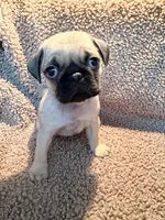 Jaozie, a male Pug for sale in Orlando, FL – 3 of 3