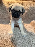 MooGoo, a male Pug for sale in Orlando, FL – 2 of 2