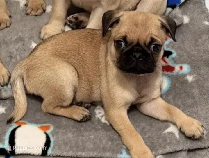 Jiaozi – Pug puppy for sale in Orlando, FL