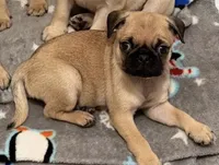 Jiaozi, a male Pug for sale in Orlando, FL – 1 of 5
