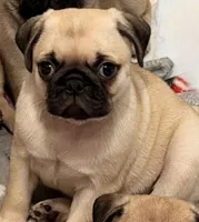 Tofu, a female Pug for sale in Orlando, FL – 4 of 4