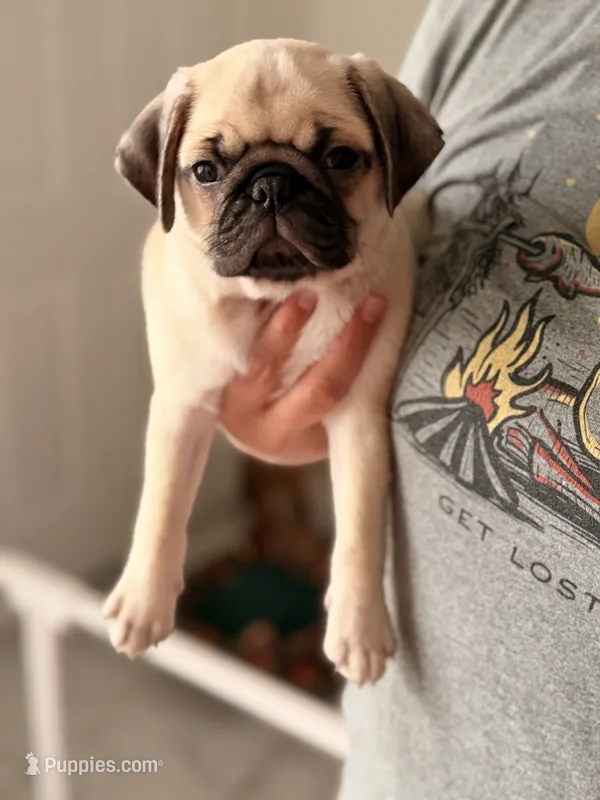 Tofu – Pug puppy for sale in Orlando, FL