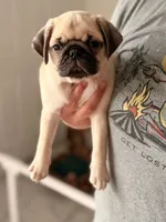 Tofu (on hold), a female Pug for sale in Orlando, FL – 1 of 6