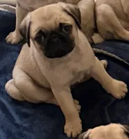 Tofu, a female Pug for sale in Orlando, FL – 1 of 4