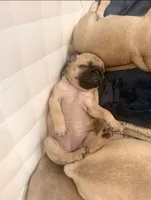 Baozi, a female Pug for sale in Orlando, FL – 6 of 6