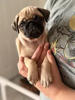 Baozi, a female Pug for sale in Orlando, FL – 1 of 6