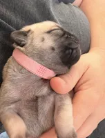 Tofu (on hold), a female Pug for sale in Orlando, FL – 3 of 6