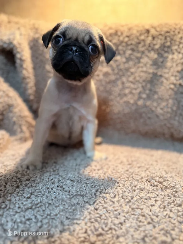 Jaozie – Pug puppy for sale in Orlando, FL