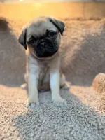 MooGoo, a male Pug for sale in Orlando, FL – 1 of 2