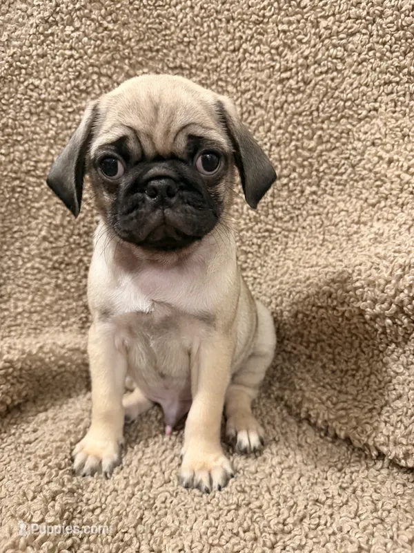 General Tso – Pug puppy for sale in Orlando, FL