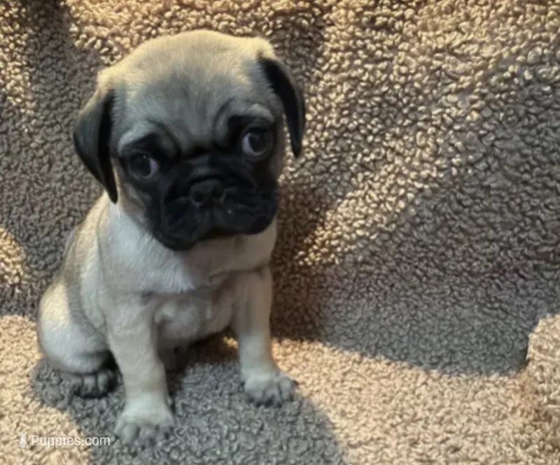 General Tso – Pug puppy for sale in Orlando, FL