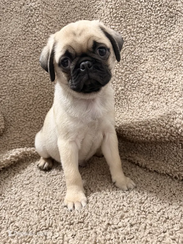 MooGoo – Pug puppy for sale in Orlando, FL
