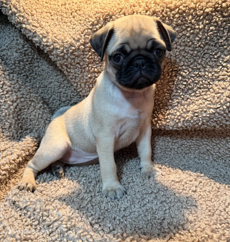 Baozie – Pug puppy for sale in Orlando, FL