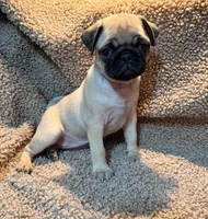 Baozie, a female Pug for sale in Orlando, FL – 1 of 1