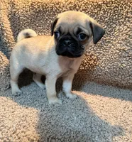 Jaozie, a male Pug for sale in Orlando, FL – 2 of 3