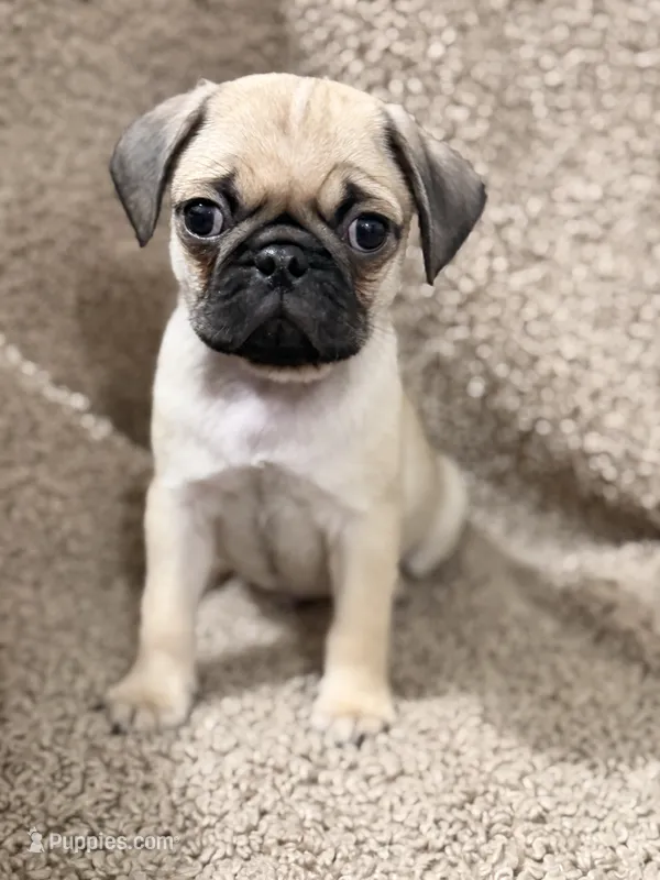 Jiaozi – Pug puppy for sale in Orlando, FL