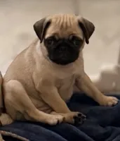 Baozi, a female Pug for sale in Orlando, FL – 4 of 6