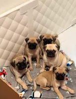Tofu, a female Pug for sale in Orlando, FL – 2 of 4