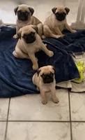 Tofu, a female Pug for sale in Orlando, FL – 3 of 4
