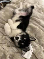 Atlas, a male Siberian Husky for sale in Vale, NC – 5 of 5