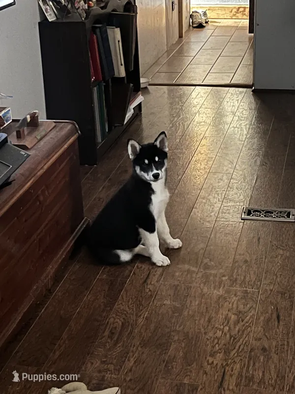 Atlas – Siberian Husky puppy for sale in Vale, NC