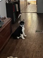 Atlas, a male Siberian Husky for sale in Vale, NC – 1 of 5