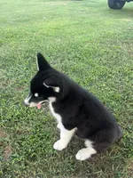 Atlas, a male Siberian Husky for sale in Vale, NC – 4 of 5