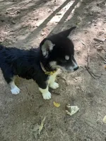 Atlas, a male Siberian Husky for sale in Vale, NC – 3 of 5