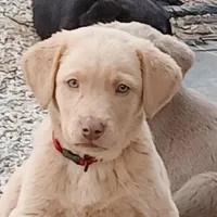 Champagne Male, a male Labrador Retriever for sale in Alpine, CA – Photo 1 of 4