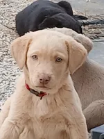 Champagne Male, a male Labrador Retriever for sale in Alpine, CA – Photo 1 of 4