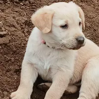 Champagne Male, a male Labrador Retriever for sale in Alpine, CA – Photo 3 of 4