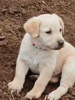 Champagne Male, a male Labrador Retriever for sale in Alpine, CA – Photo 3 of 4