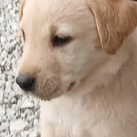 Champagne Male, a male Labrador Retriever for sale in Alpine, CA – Photo 4 of 4