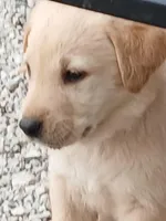 Champagne Male, a male Labrador Retriever for sale in Alpine, CA – Photo 4 of 4