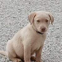 Champagne Male, a male Labrador Retriever for sale in Alpine, CA – Photo 2 of 4