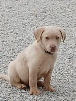 Champagne Male, a male Labrador Retriever for sale in Alpine, CA – Photo 2 of 4
