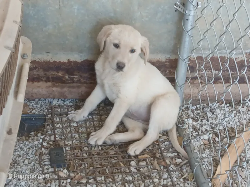 Champagne Female – Labrador Retriever puppy for sale in Alpine, CA