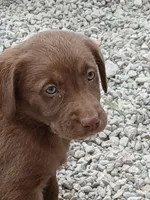 Chocolate male, a male Labrador Retriever for sale in Alpine, CA – 1 of 3