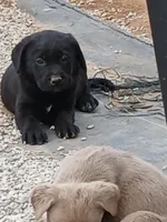 Black Male, a male Labrador Retriever for sale in Alpine, CA – Photo 4 of 4
