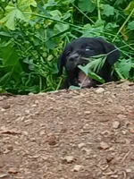 Black Male, a male Labrador Retriever for sale in Alpine, CA – Photo 2 of 4